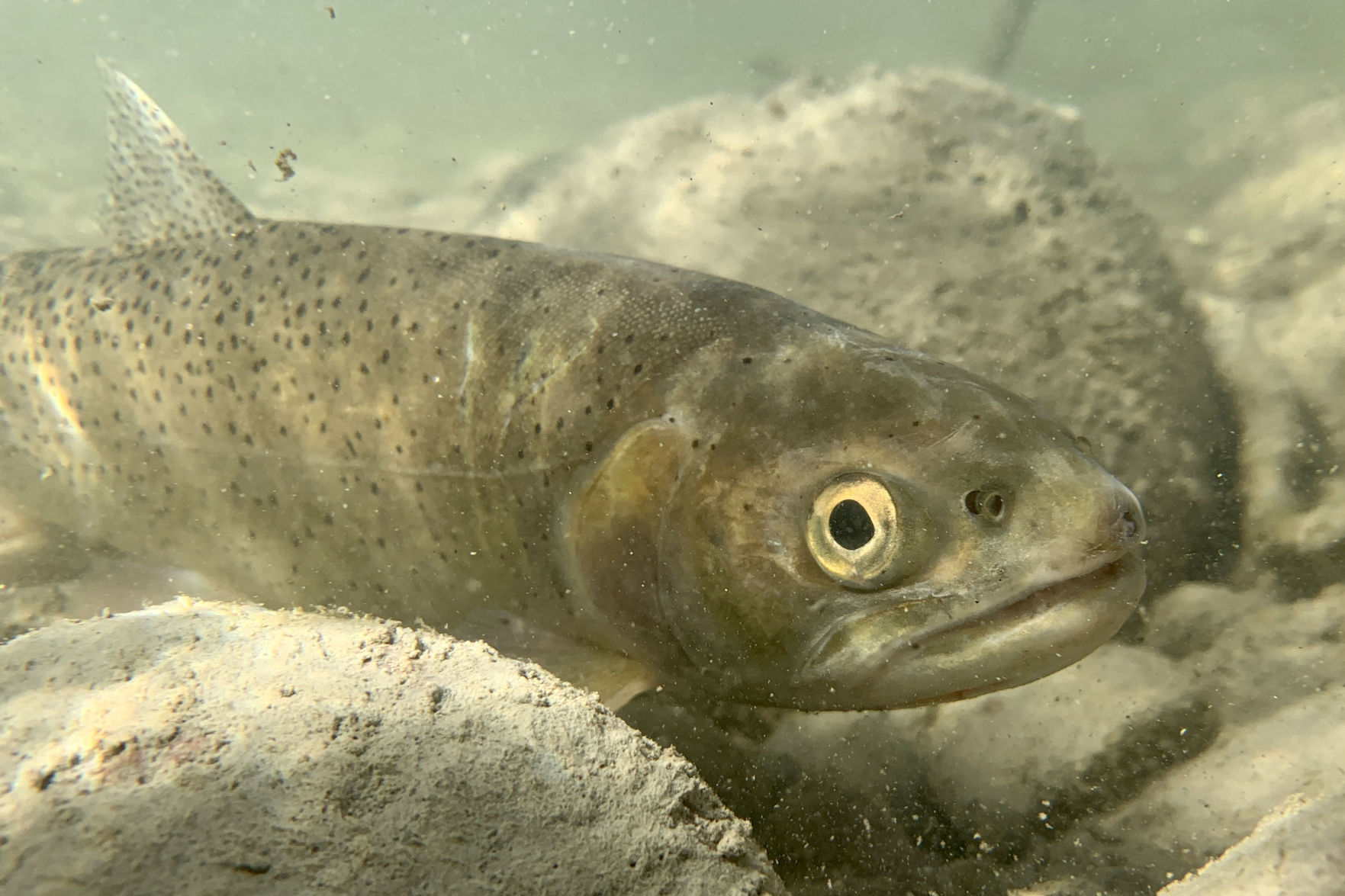 Spread Creek diversion fish salvage